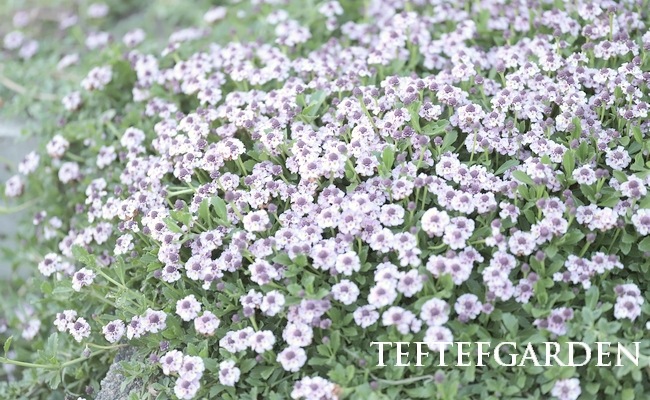 ںǶɥСۥ쥽 إԥ K5 20ġ5Ŭ̡