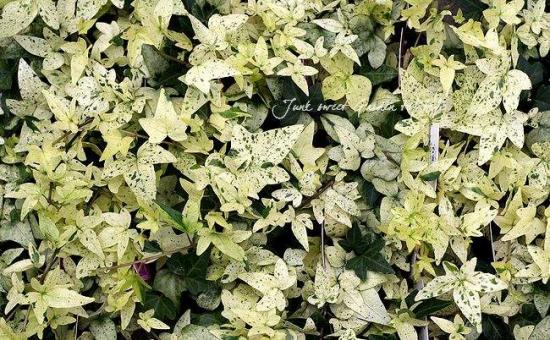 ヘデラ 白雪姫 すべての商品 Junk Sweet Garden Tef Tef