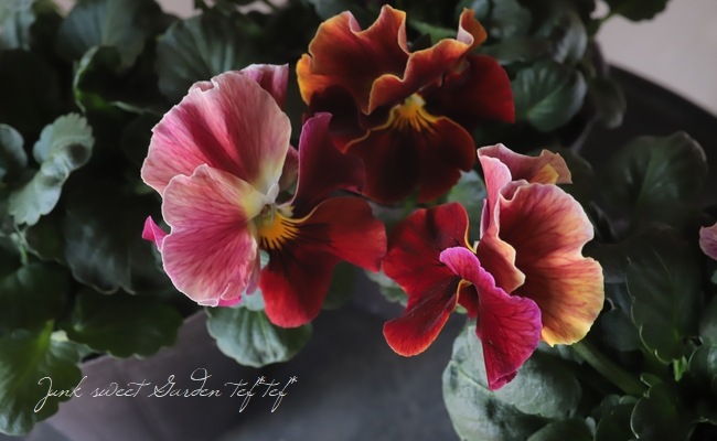 小輪フリル咲きパンジー アルモニーレッド すべての商品 Junk Sweet Garden Tef Tef
