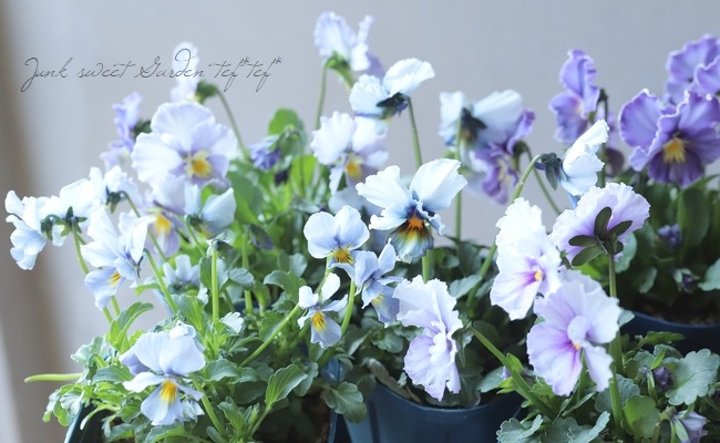 ○江原さん育種・個性派ビオラ 『ヌーヴェルヴァーグ』 【Fタイプ