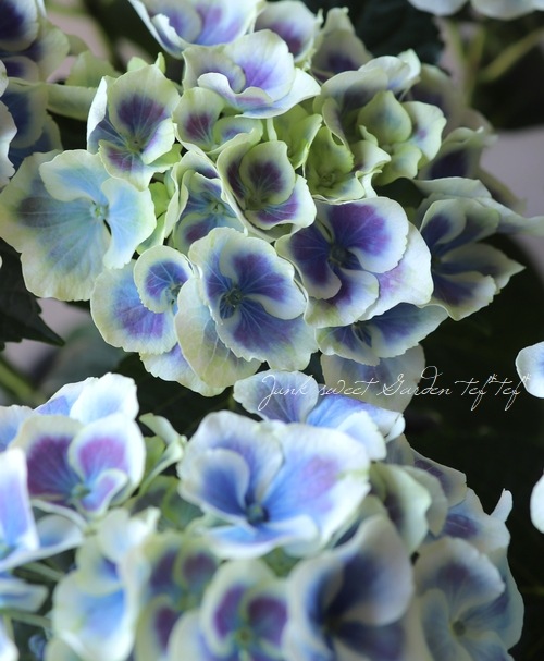 �ϥ��ɥ�󥸥� ���۲� �إХХꥢ��