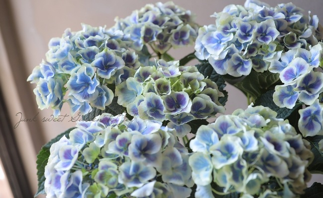 �ϥ��ɥ�󥸥� ���۲� �إХХꥢ��