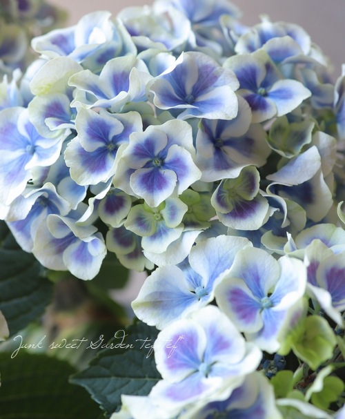 �ϥ��ɥ�󥸥� ���۲� �إХХꥢ��