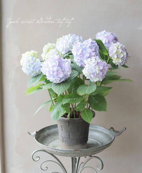 二季咲き紫陽花 『エンドレスサマー』 レインボー | すべての商品