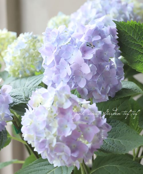 二季咲き紫陽花 『エンドレスサマー』 レインボー | すべての商品