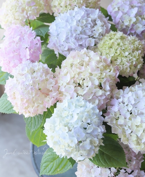 二季咲き紫陽花 『エンドレスサマー』 レインボー | すべての商品