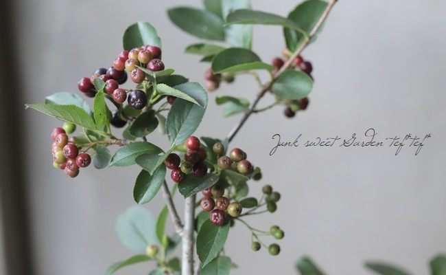 ふるふる様確認用　落葉樹アロニアチョコレートベリー苗 楽天市場】【6寸鉢植え】 アロニア 苗 チョコレートベリー（チョコ