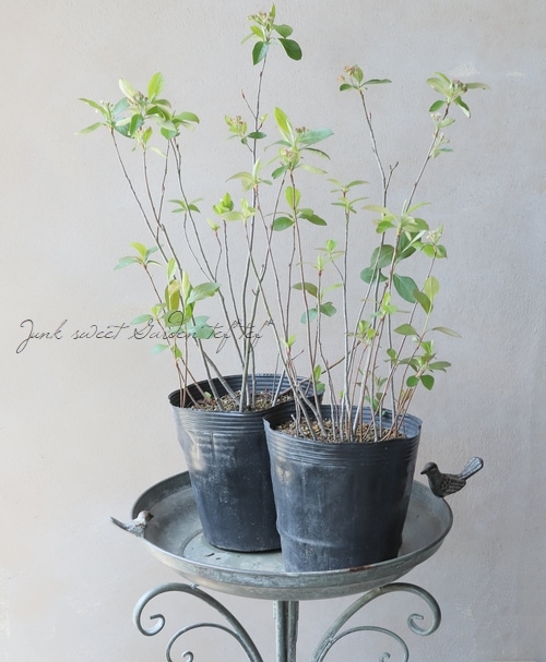 果樹】 アロニア 『チョコベリー』 | すべての商品 | | Junk sweet