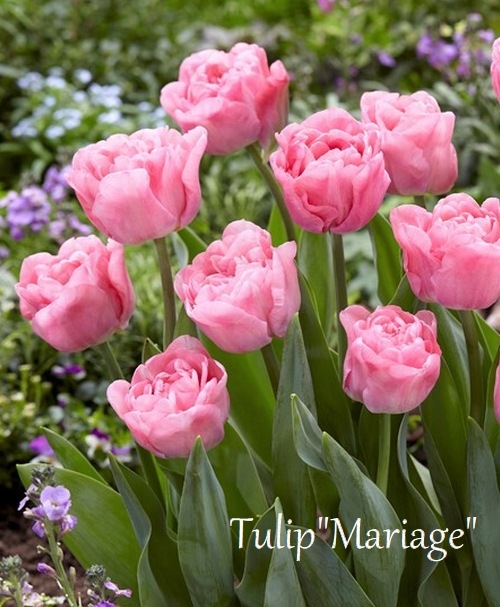 ڵ庬 Ȭź餭塼åסإޥꥢ ٺ餭