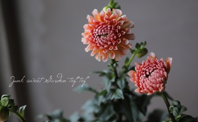 ꥢإݡȥ饤ȥڥӥ塼ƥ