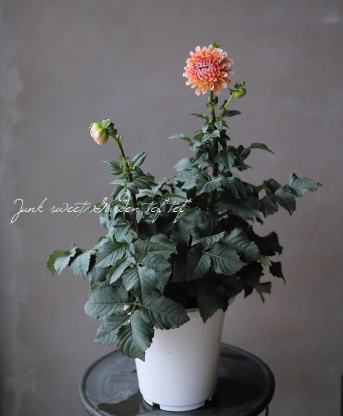 ꥢإݡȥ饤ȥڥӥ塼ƥ