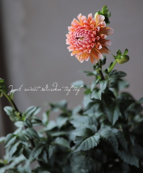 ꥢإݡȥ饤ȥڥӥ塼ƥ