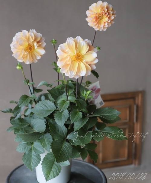 ꥢإݡȥ饤ȥڥӥ塼ƥ