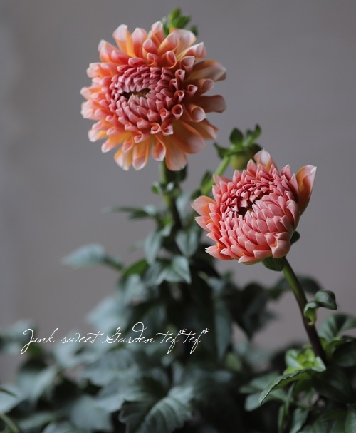 ꥢإݡȥ饤ȥڥӥ塼ƥ