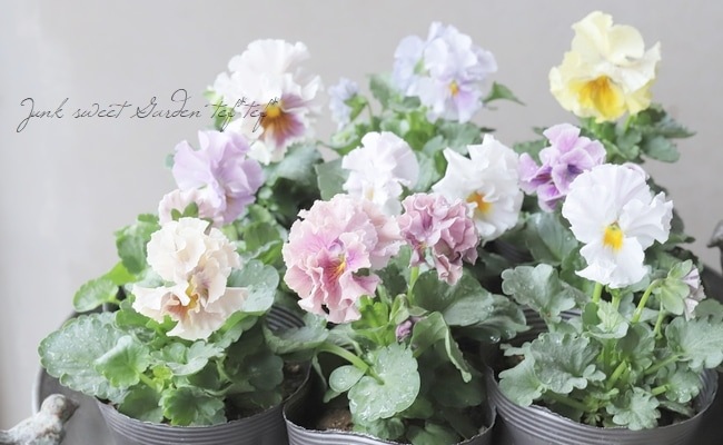 ���ߤ�ȥե��ѥ󥸡� �إѥԡ�����른��� �ڥ����ǡ� 2023ǯ�ǿ��ʼ