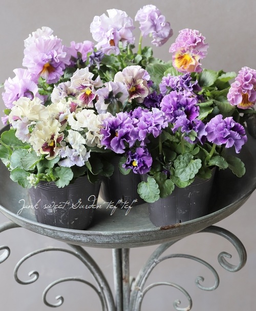 ���ߤ�ȥե��ѥ󥸡� �إѥԡ�����른��� �ڥ����ǡ� 2023ǯ�ǿ��ʼ