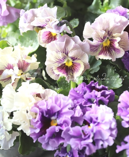 ���ߤ�ȥե��ѥ󥸡� �إѥԡ�����른��� �ڥ����ǡ� 2023ǯ�ǿ��ʼ