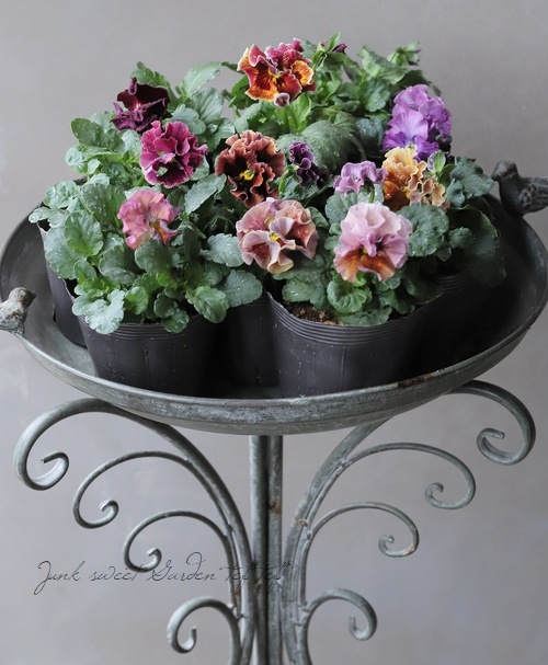 ���ߤ�ȥե��ѥ󥸡� �إѥԡ�����른��� �ڥ����ǡ� 2023ǯ�ǿ��ʼ