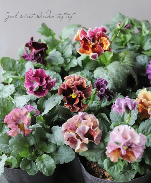 ���ߤ�ȥե��ѥ󥸡� �إѥԡ�����른��� �ڥ����ǡ� 2023ǯ�ǿ��ʼ