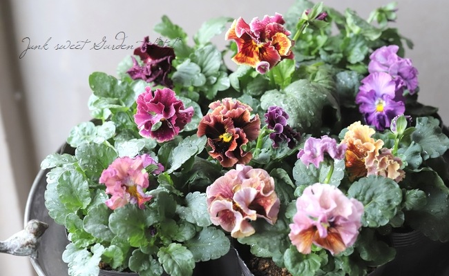 ���ߤ�ȥե��ѥ󥸡� �إѥԡ�����른��� �ڥ����ǡ� 2023ǯ�ǿ��ʼ