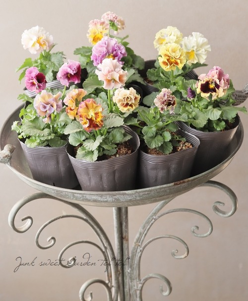 ���ߤ�ȥե��ѥ󥸡� �إѥԡ�����른��� �ڥ����ǡ� 2023ǯ�ǿ��ʼ