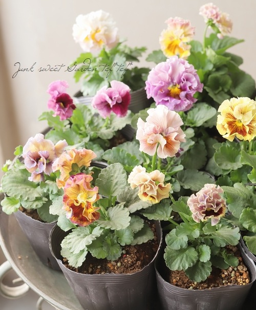 ���ߤ�ȥե��ѥ󥸡� �إѥԡ�����른��� �ڥ����ǡ� 2023ǯ�ǿ��ʼ