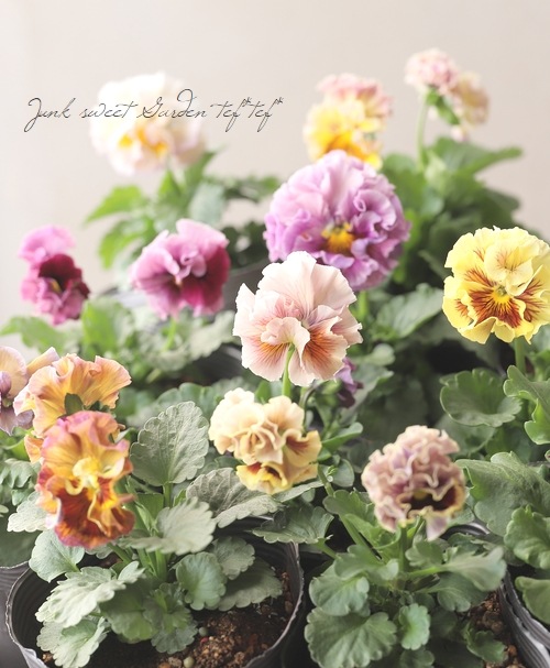 ���ߤ�ȥե��ѥ󥸡� �إѥԡ�����른��� �ڥ����ǡ� 2023ǯ�ǿ��ʼ