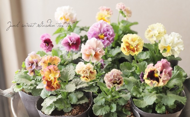 ���ߤ�ȥե��ѥ󥸡� �إѥԡ�����른��� �ڥ����ǡ� 2023ǯ�ǿ��ʼ