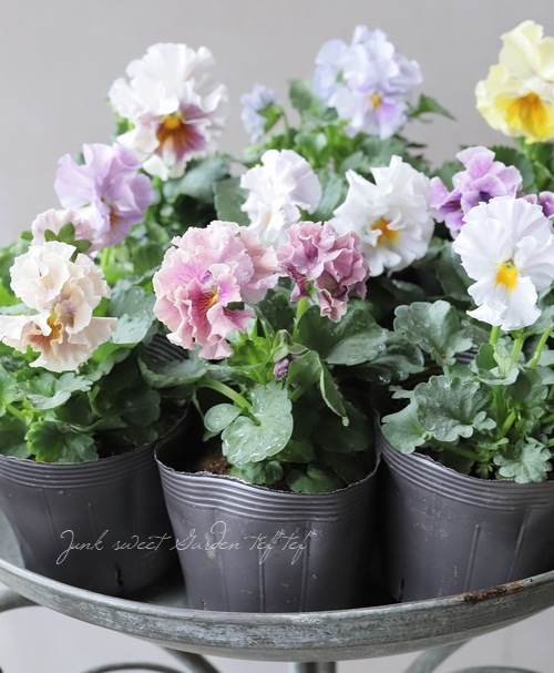 ���ߤ�ȥե��ѥ󥸡� �إѥԡ�����른��� �ڥ����ǡ� 2023ǯ�ǿ��ʼ