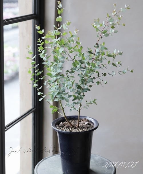 ユーカリ 『グニー』 小さな葉っぱ | すべての商品 | | Junk sweet