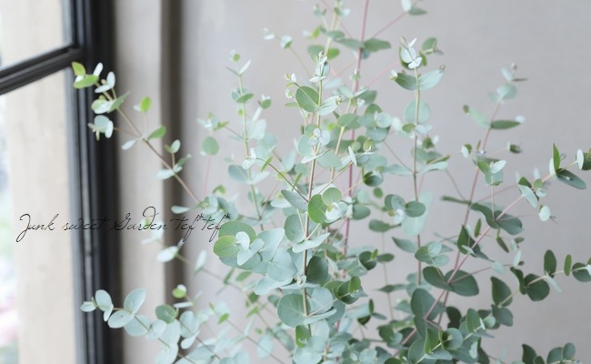 ユーカリ　グニーの新芽　80サイズ ユーカリ グニーの新芽 80サイズ 予約商品：11/18以降発送