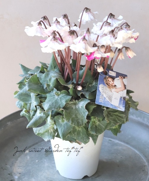 シクラメン 『天使のはね』 2023.No.D | すべての商品 | | Junk sweet