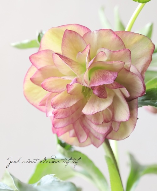 クリスマスローズ 『川久保交配・多弁ダブル』 【No.30】 | すべての