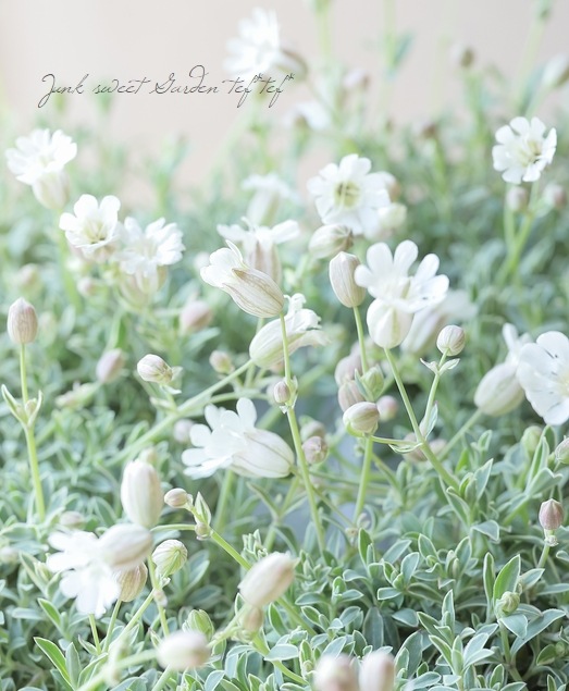 �����ꥷ��͡���˥ե����� �إɥ������