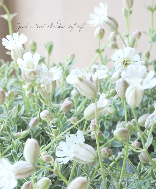 �����ꥷ��͡���˥ե����� �إɥ������