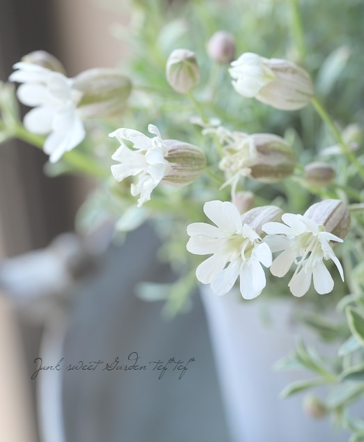 �����ꥷ��͡���˥ե����� �إɥ������