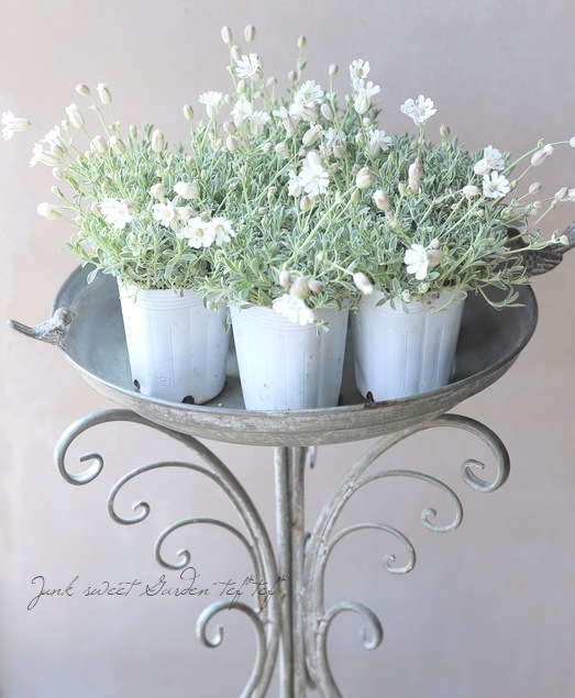 �����ꥷ��͡���˥ե����� �إɥ������