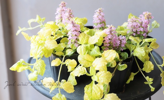 ���֥����奬  �إ�����ɥ饤��١��إԥ󥯥���ա�