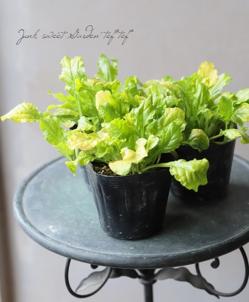 桃花アジュガ ピンクエルフ ゴールドライム すべての商品 Junk Sweet Garden Tef Tef