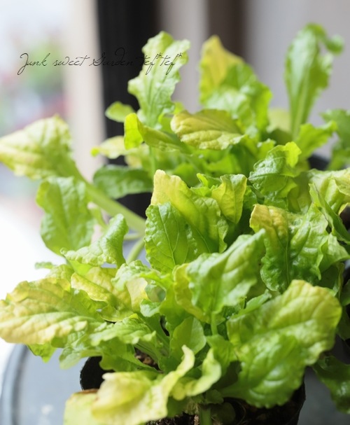 ���֥����奬  �إ�����ɥ饤��١��إԥ󥯥���ա�