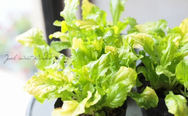 ���֥����奬  �إ�����ɥ饤��١��إԥ󥯥���ա�