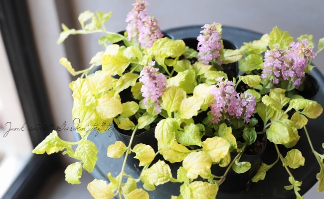 桃花アジュガ ピンクエルフ ゴールドライム すべての商品 Junk Sweet Garden Tef Tef