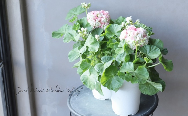 ゼラニウム アップルブロッサム ローズバッド すべての商品 Junk Sweet Garden Tef Tef