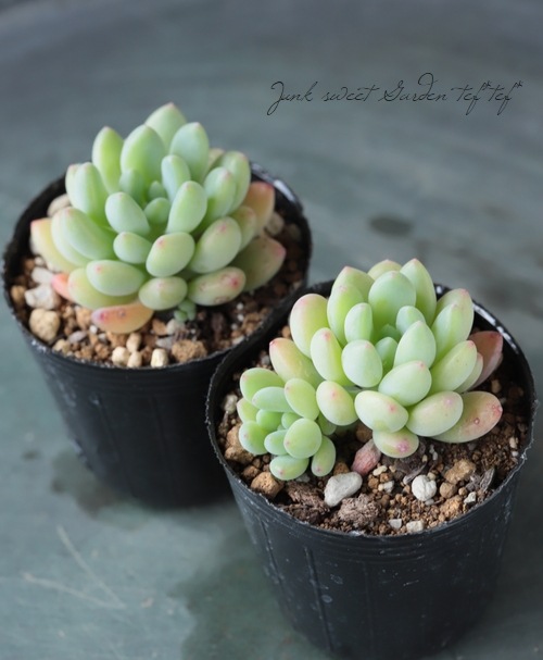 ��¿����ʪ�� �ؽղ�١����ǥ٥ꥢ°�����Ȥ����꡼��