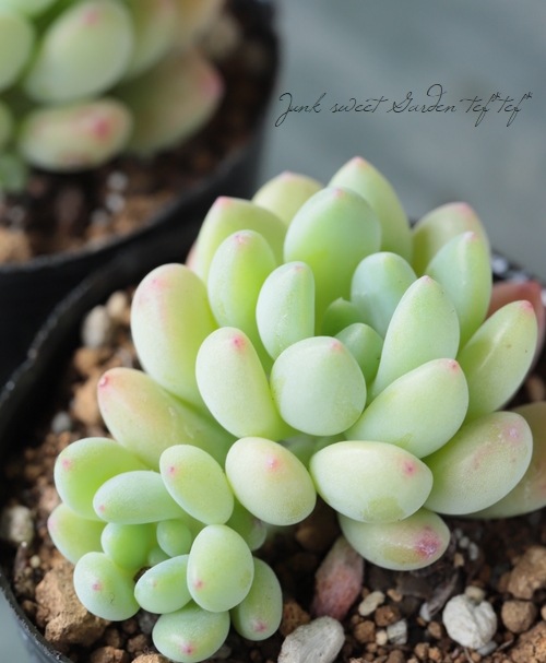 ��¿����ʪ�� �ؽղ�١����ǥ٥ꥢ°�����Ȥ����꡼��