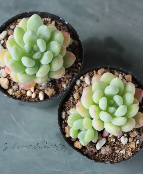 ��¿����ʪ�� �ؽղ�١����ǥ٥ꥢ°�����Ȥ����꡼��