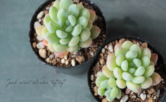 ��¿����ʪ�� �ؽղ�١����ǥ٥ꥢ°�����Ȥ����꡼��