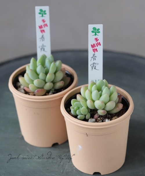 ��¿����ʪ�� �ؽղ�١����ǥ٥ꥢ°�����Ȥ����꡼��