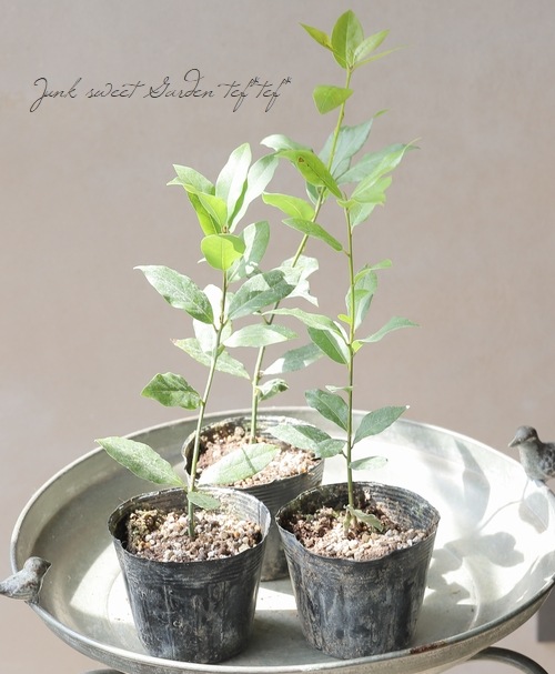 家庭菜園】 月桂樹・ローリエ | すべての商品 | | Junk sweet Garden