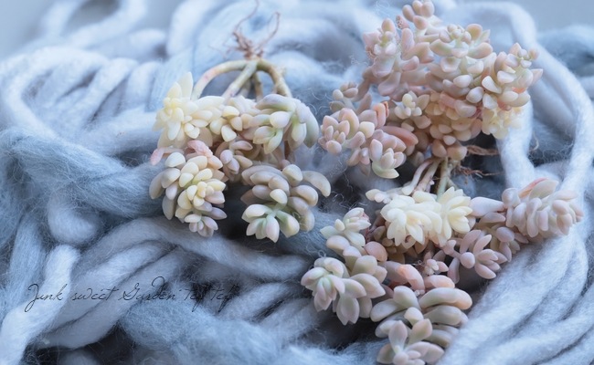 ¿ʪ إ٥ϥ󥹶ӡ١ץȥڥ°